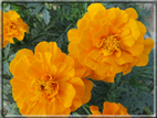 foto Fiori